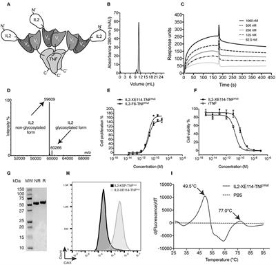 A Novel Fully-Human Potency-Matched Dual Cytokine-Antibody Fusion Protein Targets Carbonic Anhydrase IX in Renal Cell Carcinomas